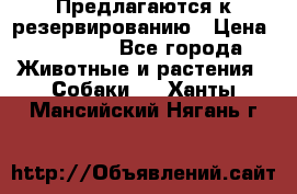 Предлагаются к резервированию › Цена ­ 16 000 - Все города Животные и растения » Собаки   . Ханты-Мансийский,Нягань г.